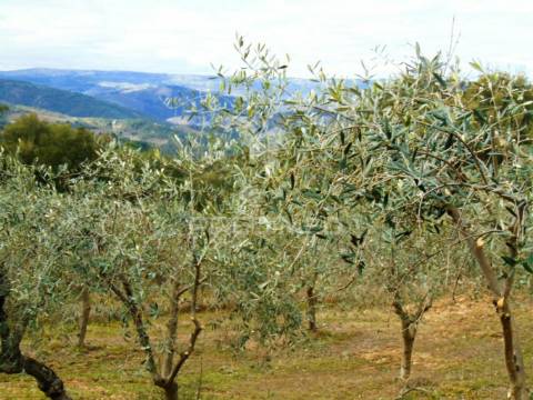 Propriedade de 9ha  c/olival em mirandela/bragança