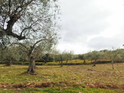 Propriedade de 9ha  c/olival em mirandela/bragança