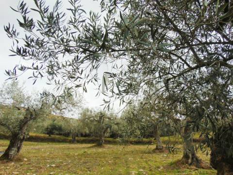 Propriedade de 9ha  c/olival em mirandela/bragança
