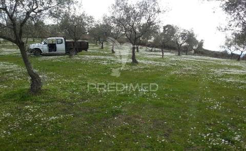 Propriedade de 9ha  c/olival em mirandela/bragança