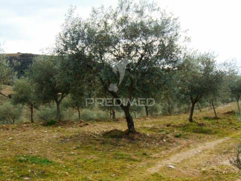 Propriedade de 9ha  c/olival em mirandela/bragança