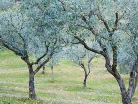 Propriedade de 9ha  c/olival em mirandela/bragança