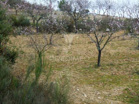 Propriedade de 9ha  c/olival em mirandela/bragança