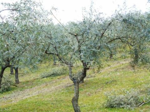 Propriedade de 9ha  c/olival em mirandela/bragança