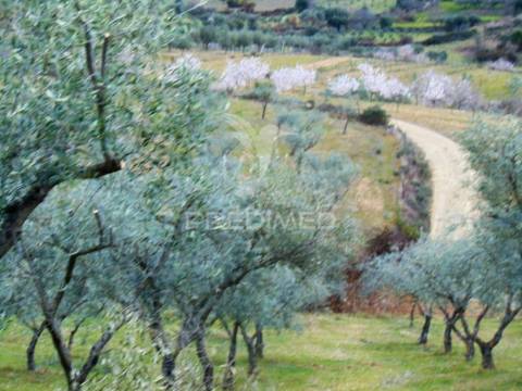 Propriedade de 9ha  c/olival em mirandela/bragança