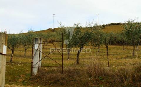 Propriedade de 9ha  c/olival em mirandela/bragança
