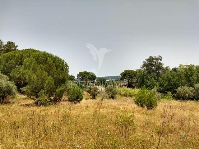 Terreno rústico com 3750m2 em montargil