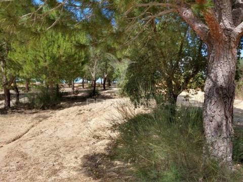 Quinta com 2 hectares montargil