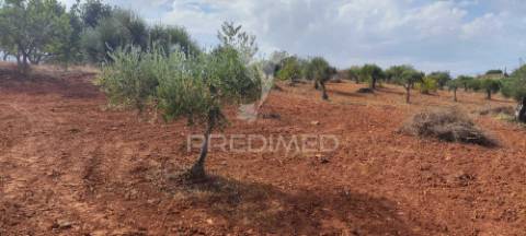 Terreno misto com projeto aprovado