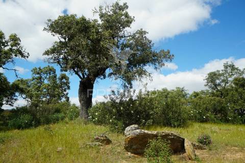 Casa para reconstruir em aldeia alentejana