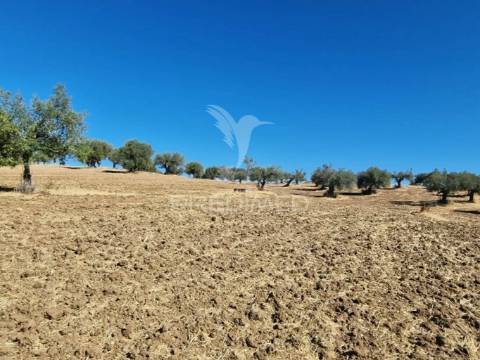 Terreno rustico - torrão