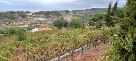 Quinta no alto alentejo - portalegre