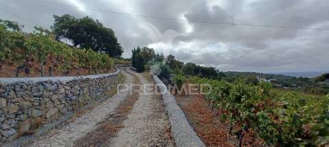 Quinta no alto alentejo - portalegre