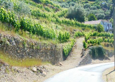 Vinha c/ moradia no alto douro vinhateiro