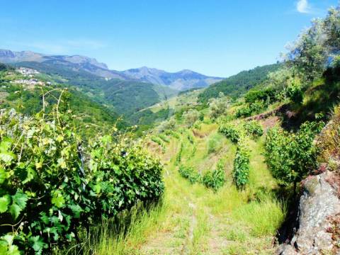Vinha c/ moradia no alto douro vinhateiro