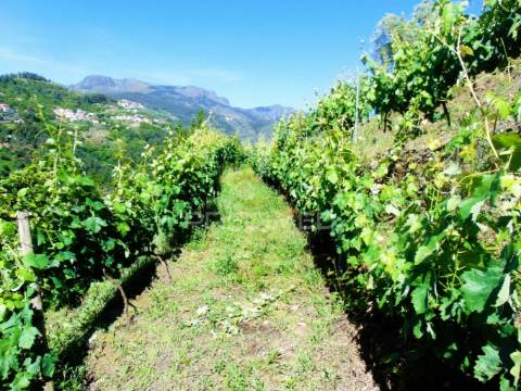 Vinha c/ moradia no alto douro vinhateiro