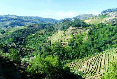 Vinha c/ moradia no alto douro vinhateiro