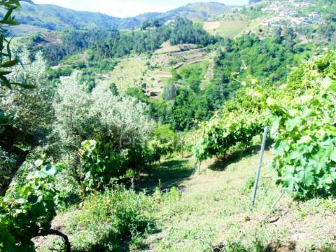 Vinha c/ moradia no alto douro vinhateiro