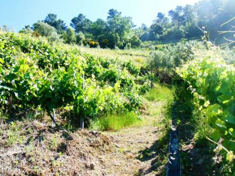 Vinha c/ moradia no alto douro vinhateiro