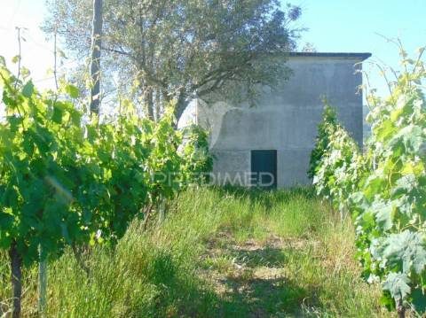 Vinha c/ moradia no alto douro vinhateiro