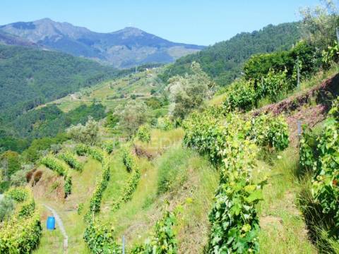 Vinha c/ moradia no alto douro vinhateiro
