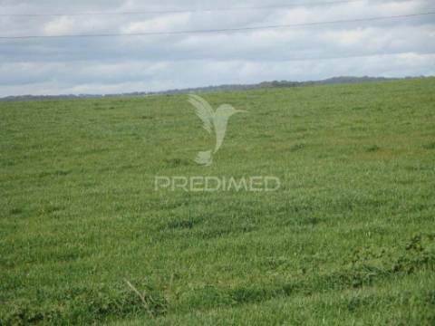 Herdade com 145 ha em vila viçosa