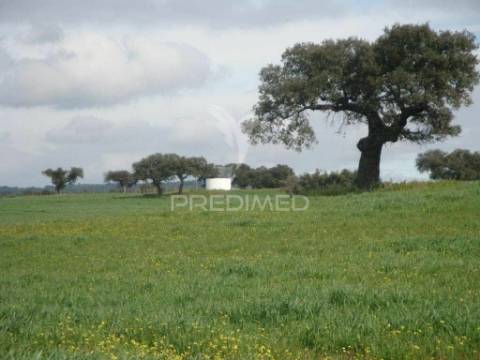 Herdade com 145 ha em vila viçosa