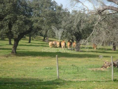 Herdade com 145 ha em vila viçosa
