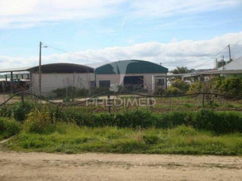Herdade com 145 ha em vila viçosa