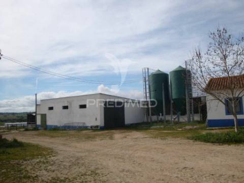 Herdade com 145 ha em vila viçosa