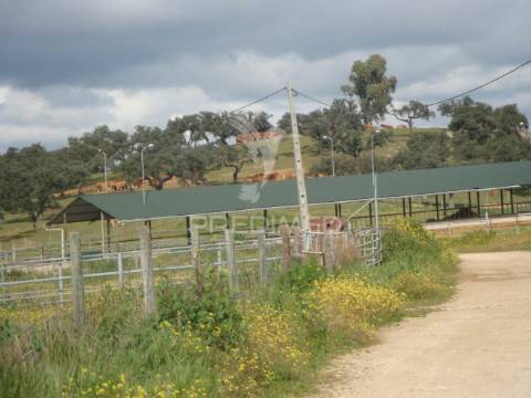 Herdade com 145 ha em vila viçosa