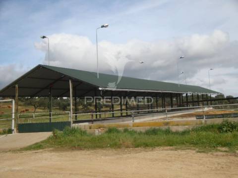 Herdade com 145 ha em vila viçosa