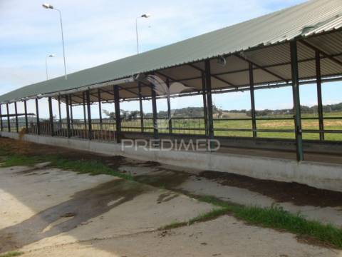 Herdade com 145 ha em vila viçosa
