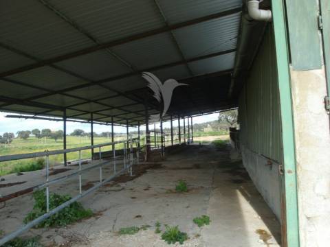 Herdade com 145 ha em vila viçosa