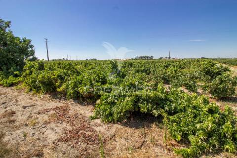 Herdade vinícola na zona do poceirão