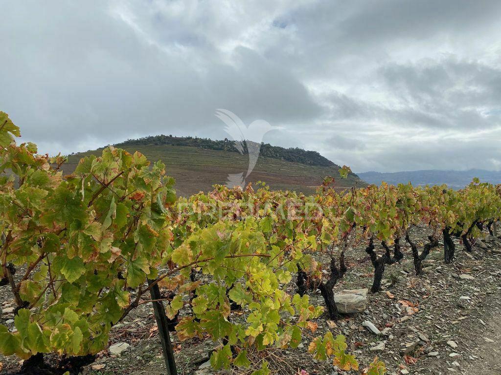 Quintinha no alto douro vinhateiro