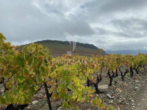 Quintinha no alto douro vinhateiro