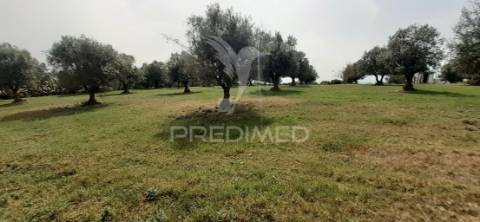 Quinta com 1,275ha com moradia t3 em alvito