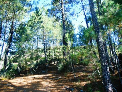Terreno com 2 ha junto à e322 em alijó / vila real