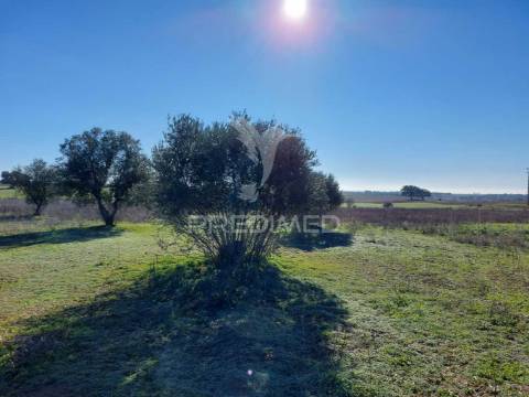 Terreno agrícola