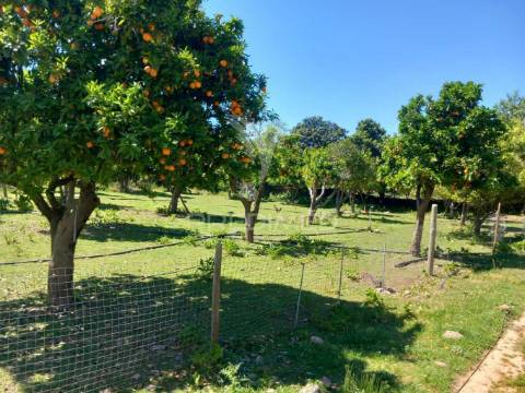 Quinta t2 em pardais - vila viçosa