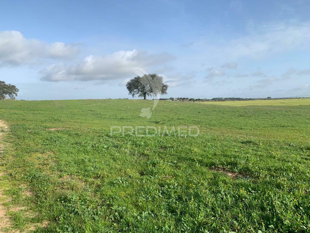 Herdade  27 hectares