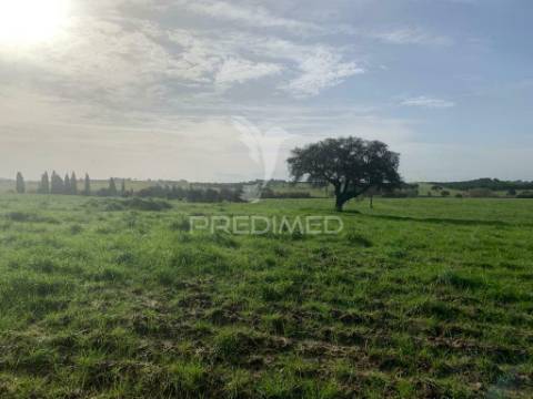 Herdade  27 hectares