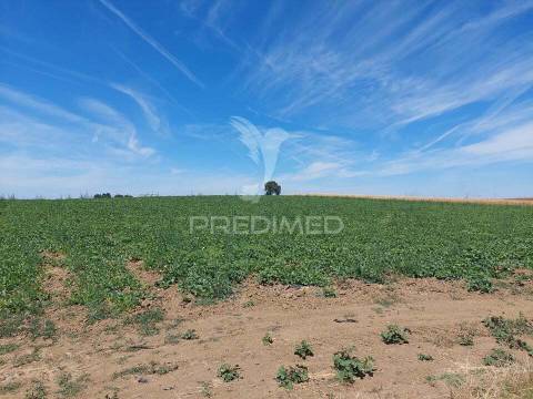 Herdade  27 hectares