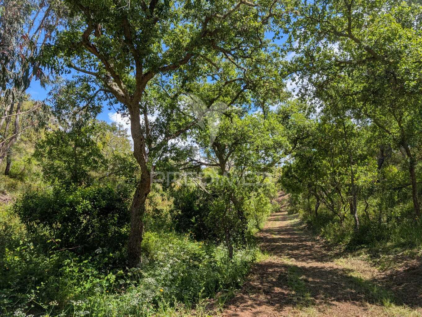 Terreno em santa margarida da serra