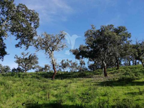 Terreno em santa margarida da serra