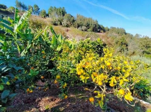 Terreno rústico com moradia térrea | mafra | lisboa