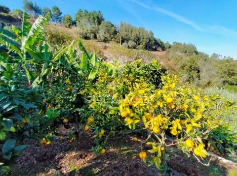 Terreno rústico com moradia térrea | mafra | lisboa