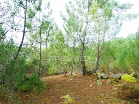 Terreno 1ha a 6 kms vila real perto do nó ip4/a24
