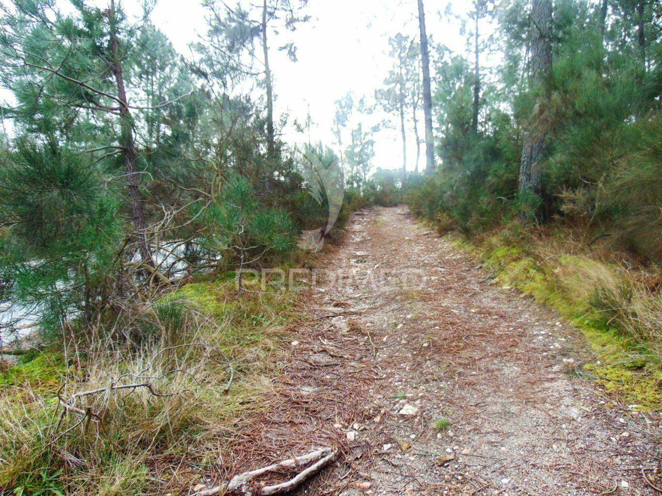 Terreno 1ha a 6 kms vila real perto do nó ip4/a24